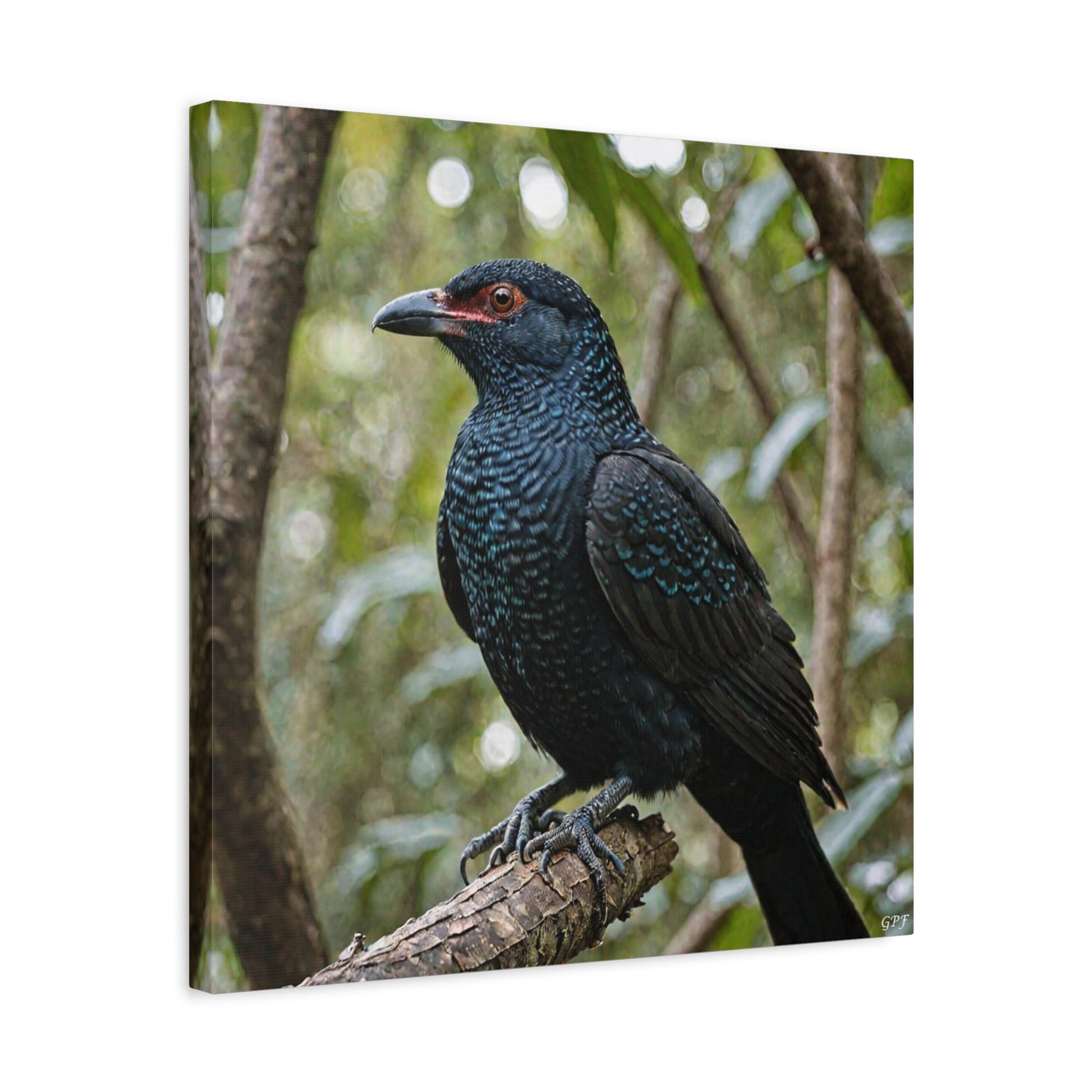 Asian Koel (0042) - Great Pictures Framed