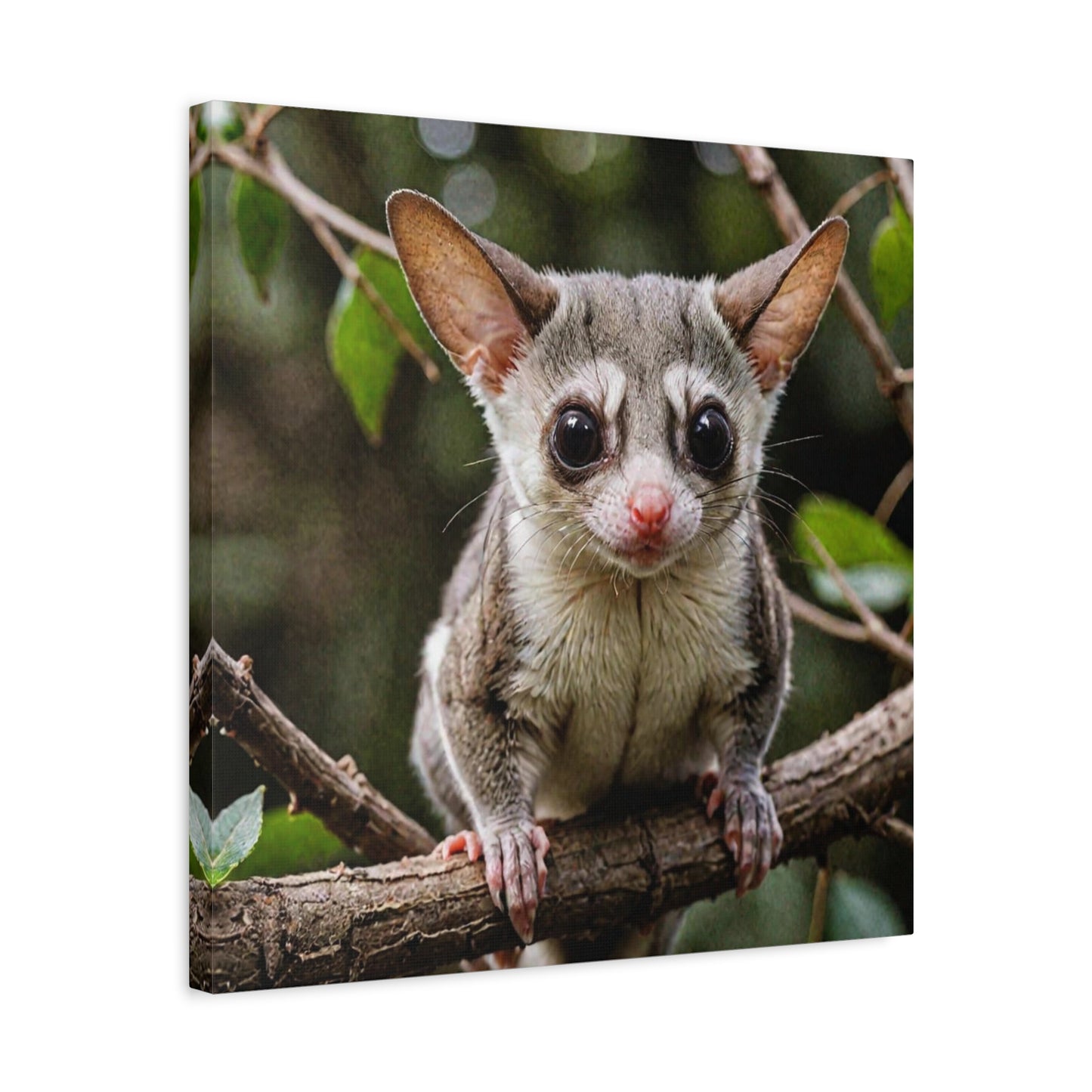Sugar Glider (32) - Great Pictures Framed