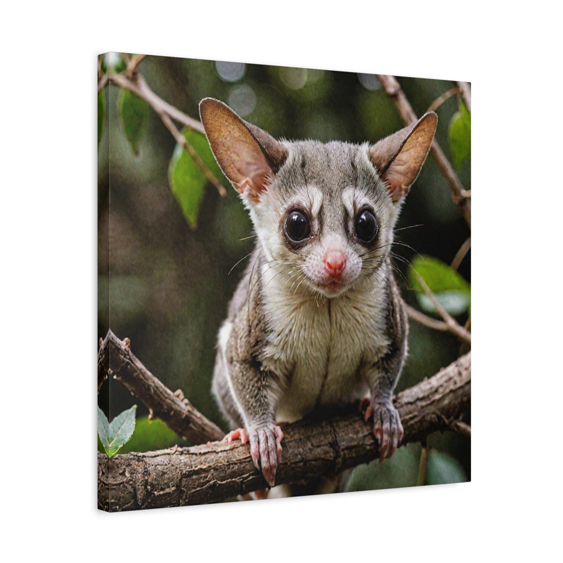 Sugar Glider (32) - Great Pictures Framed