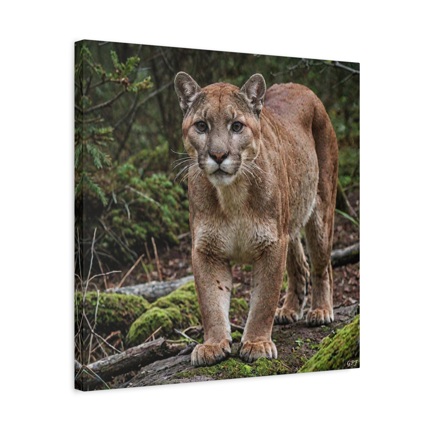 Cougar (055) - Great Pictures Framed