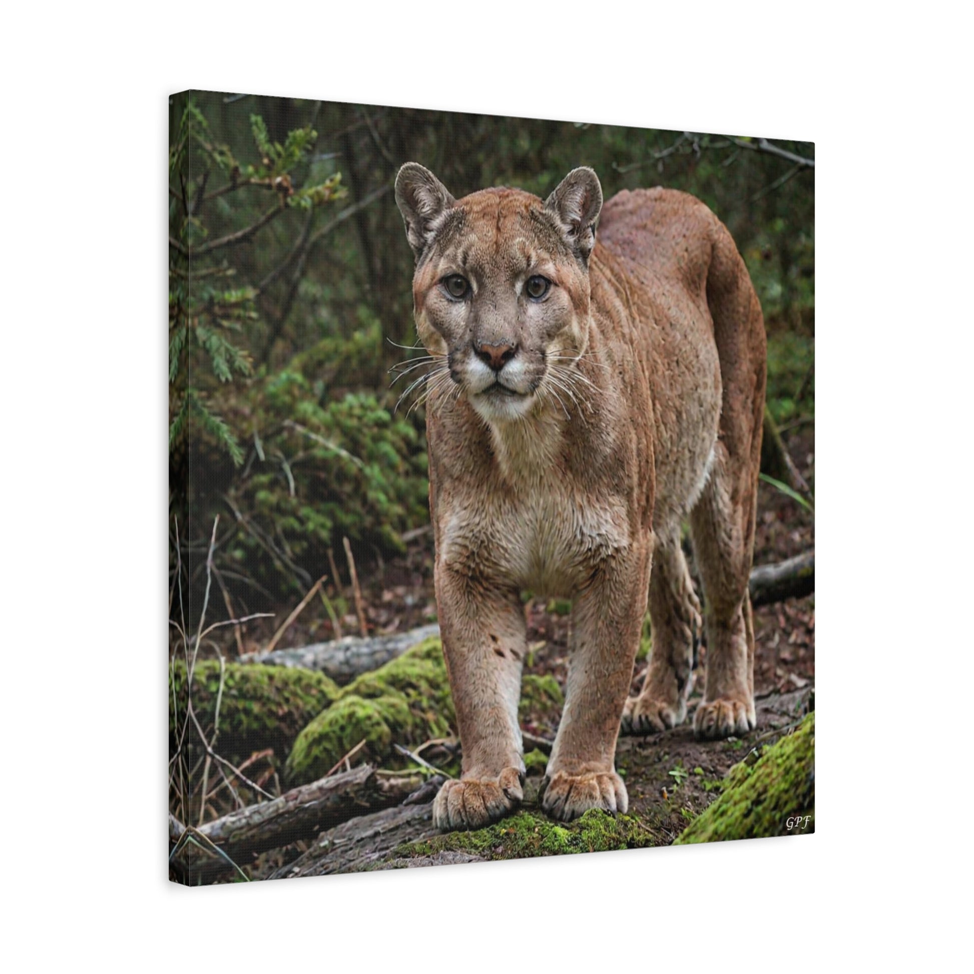 Cougar (055) - Great Pictures Framed