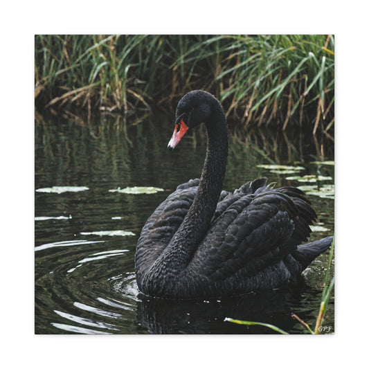 Black Swan (0087) - Great Pictures Framed