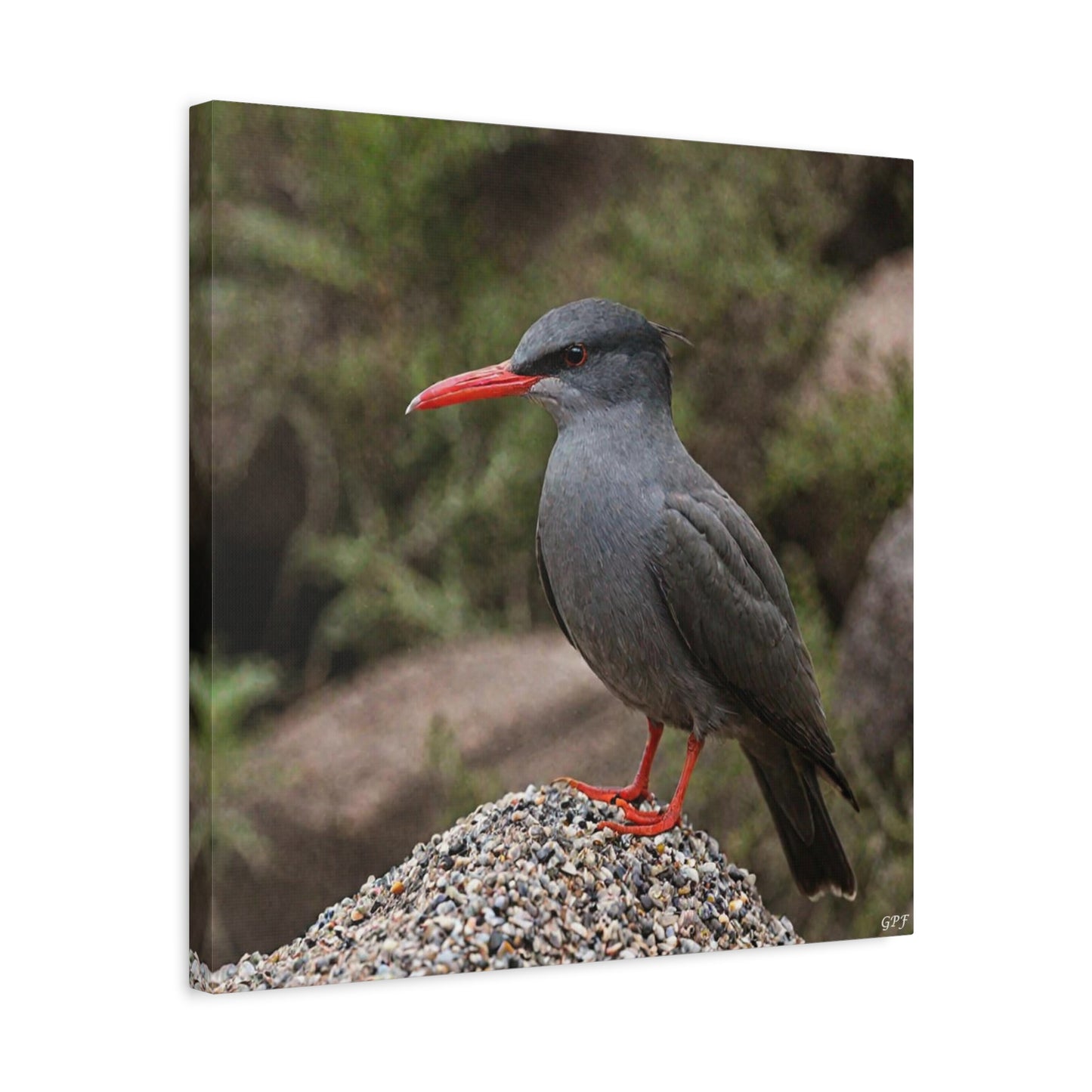 Inca Tern (0222) - Great Pictures Framed