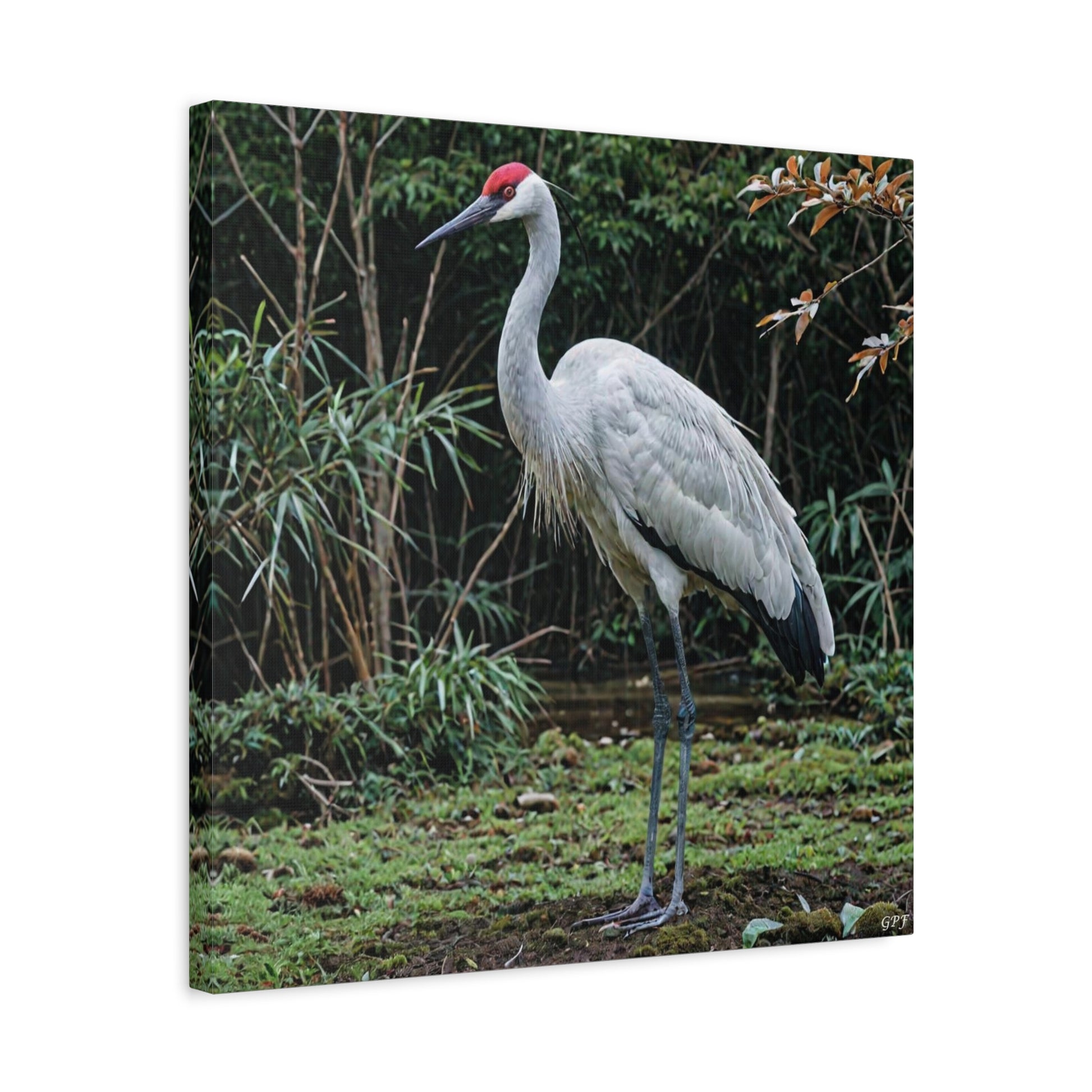Japanese Crane (0061) - Great Pictures Framed