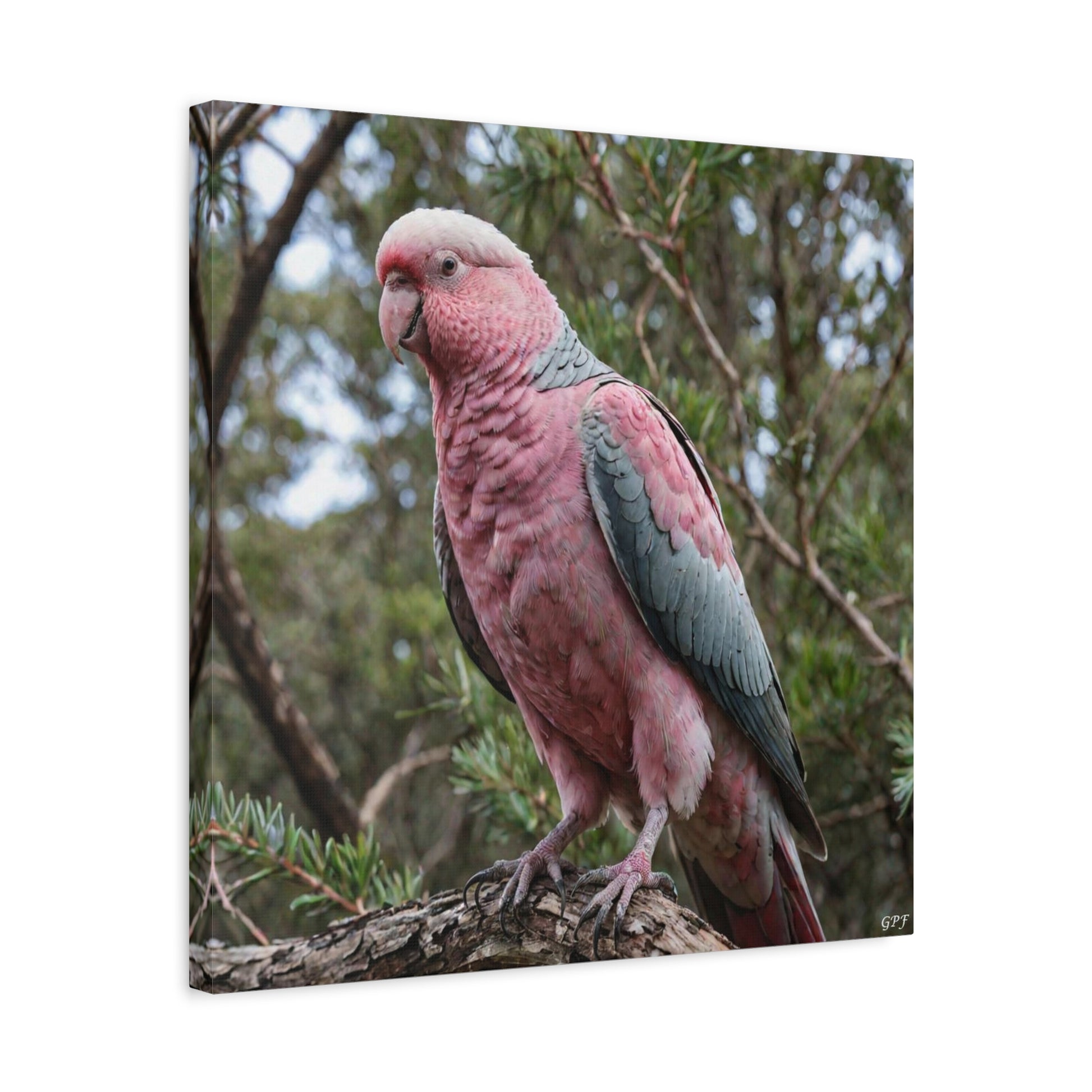 Galah (0098) - Great Pictures Framed