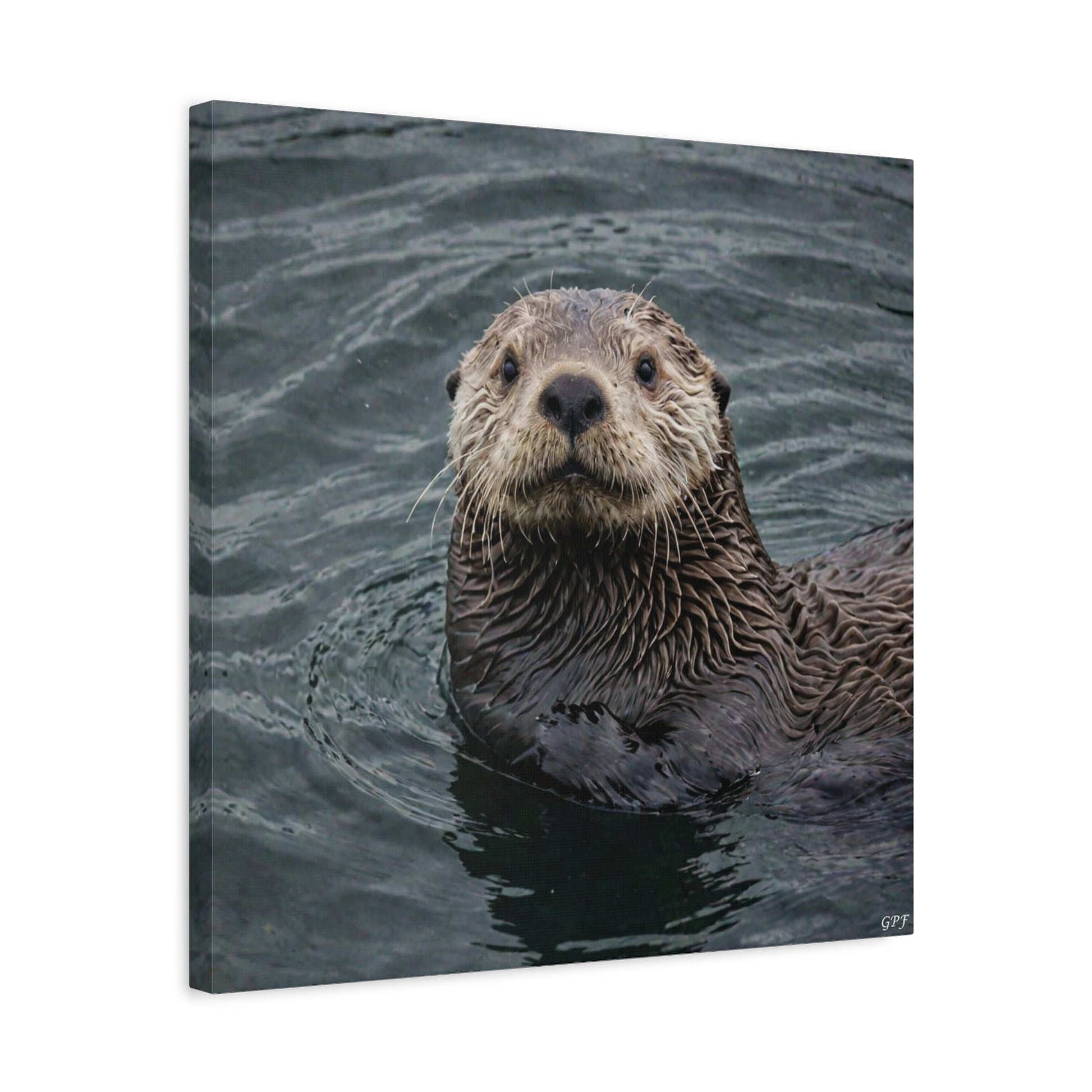 Sea Otter (078) - Great Pictures Framed