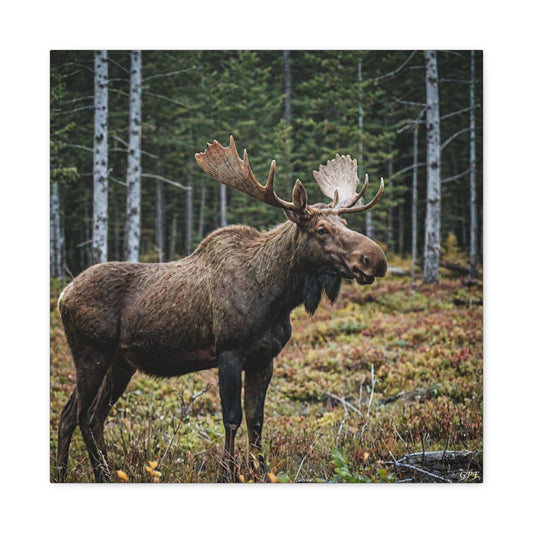 Moose (048) - Great Pictures Framed