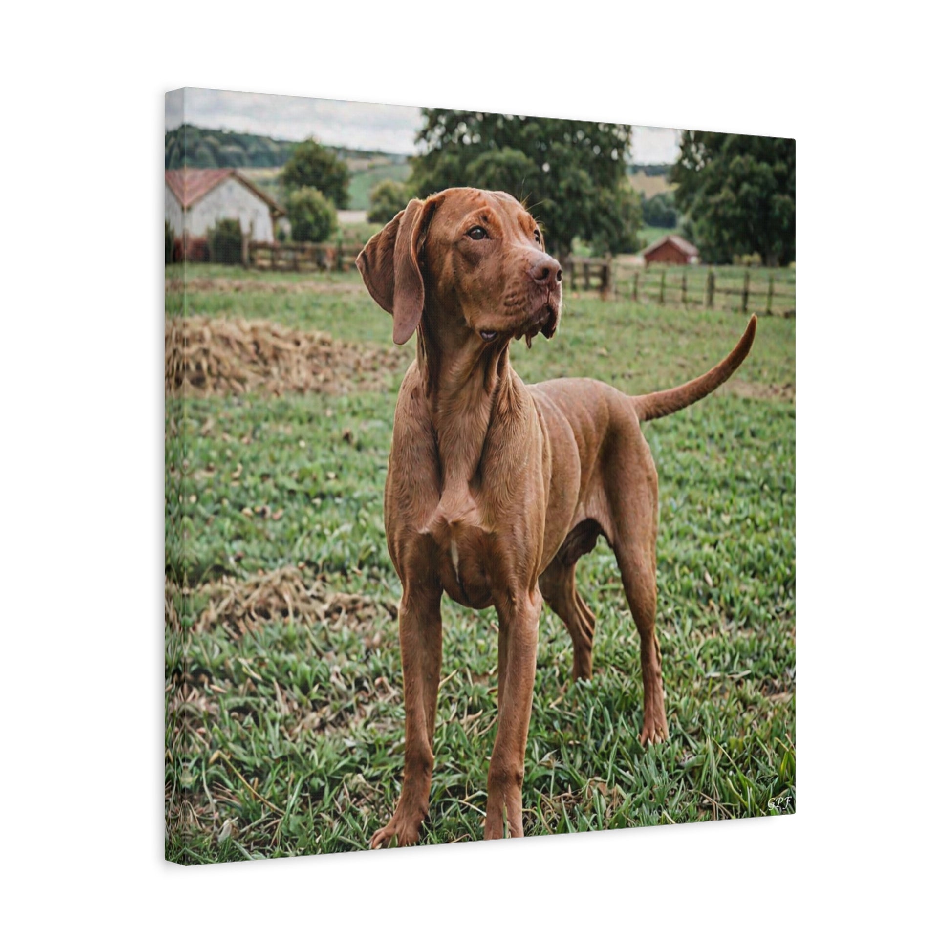 Vizsla (105) - Great Pictures Framed