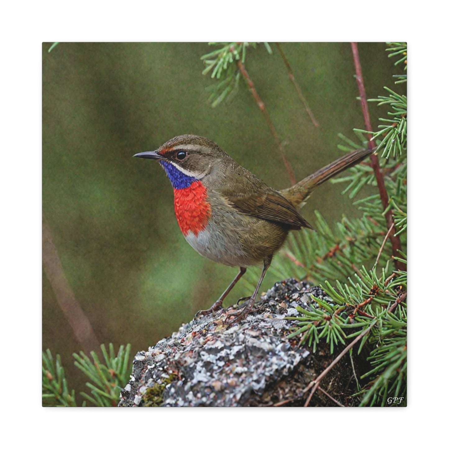 Siberian Rubythroat (0078) - Great Pictures Framed