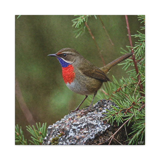 Siberian Rubythroat (0078) - Great Pictures Framed