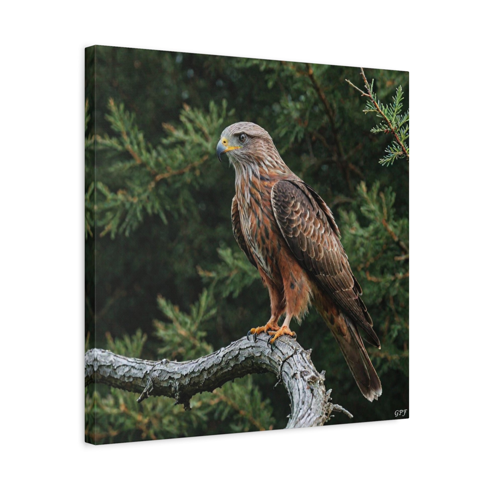 Red Kite (0157) - Great Pictures Framed
