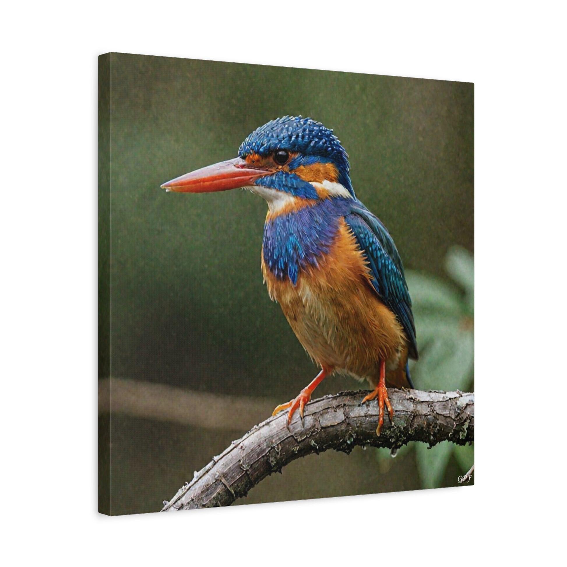 Malachite Kingfisher (0021) - Great Pictures Framed