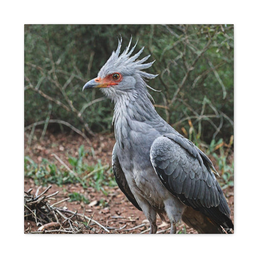 Secretary Bird (0030) - Great Pictures Framed