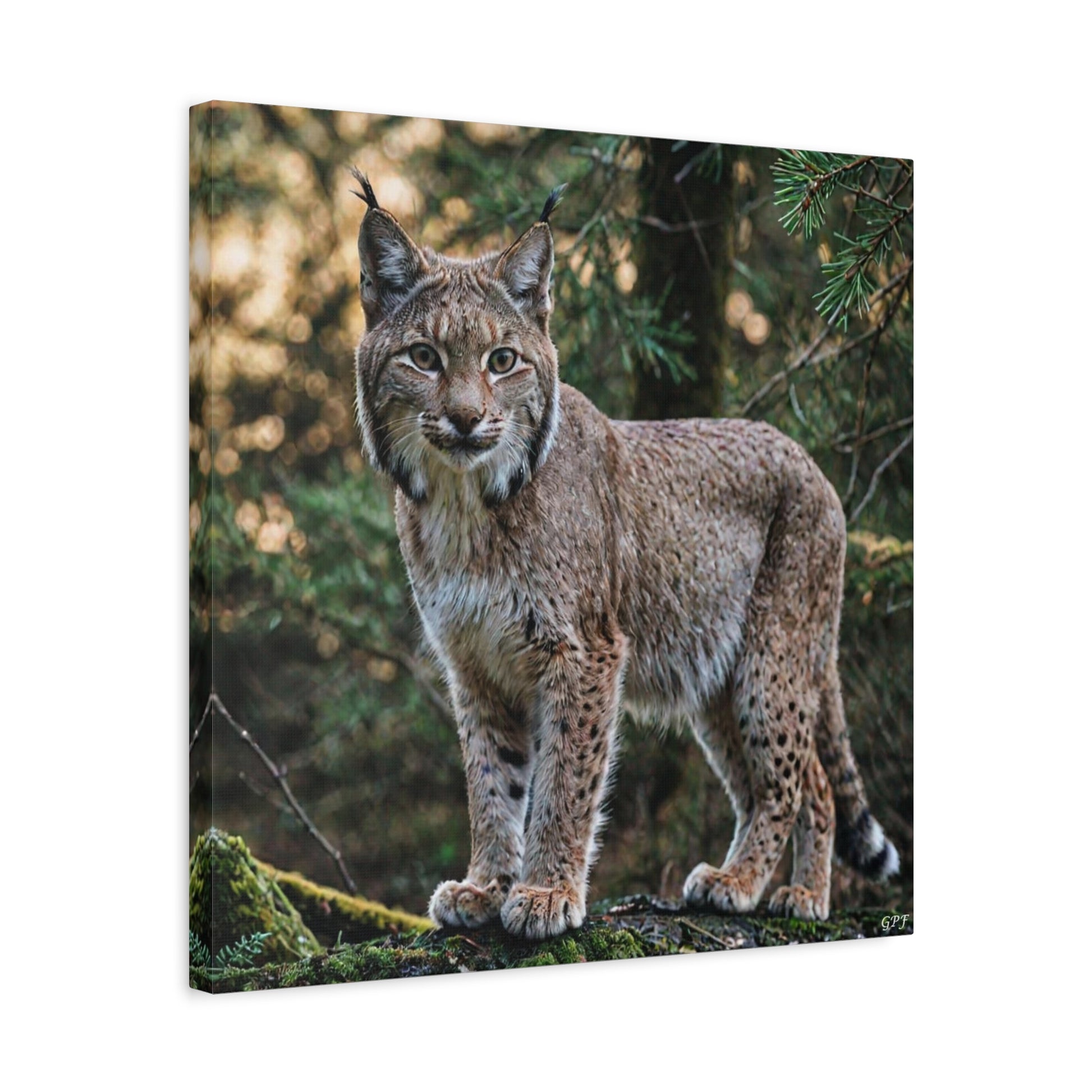 Lynx (080) - Great Pictures Framed