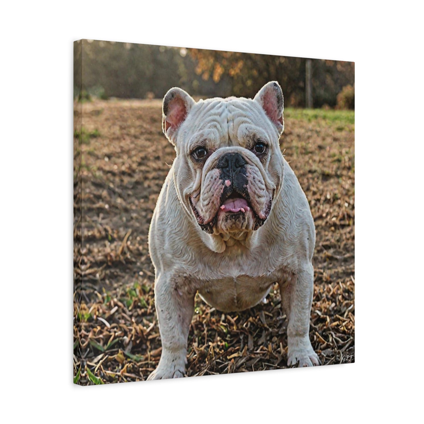 Bulldog (034) - Great Pictures Framed