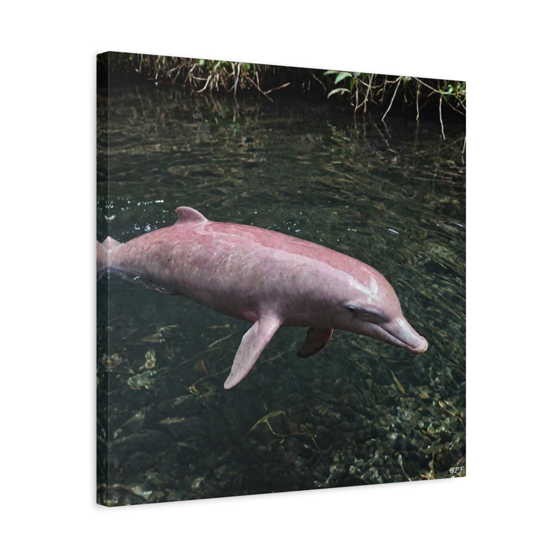 Pink River Dolphin (102) - Great Pictures Framed