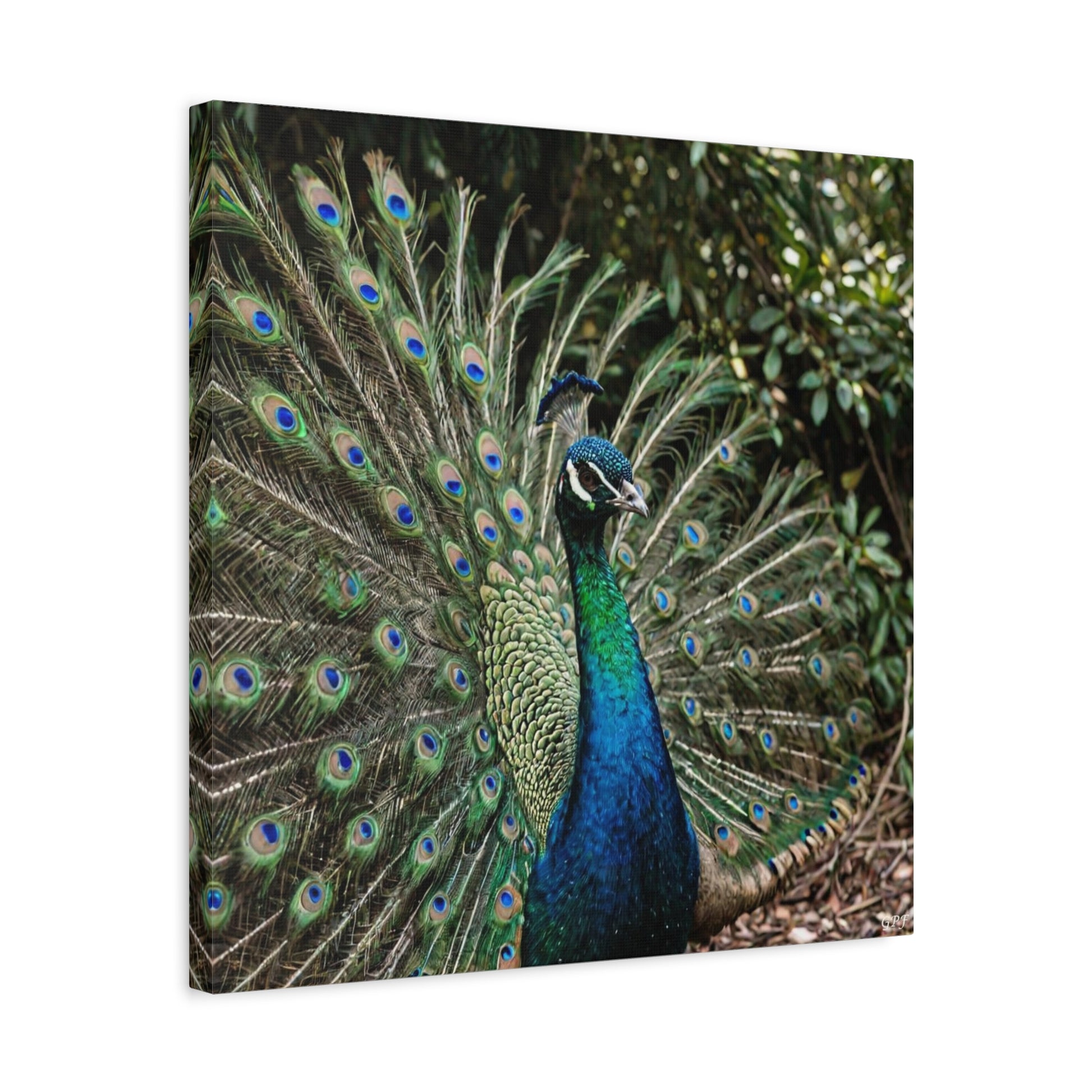 Green Peafowl (0053) - Great Pictures Framed