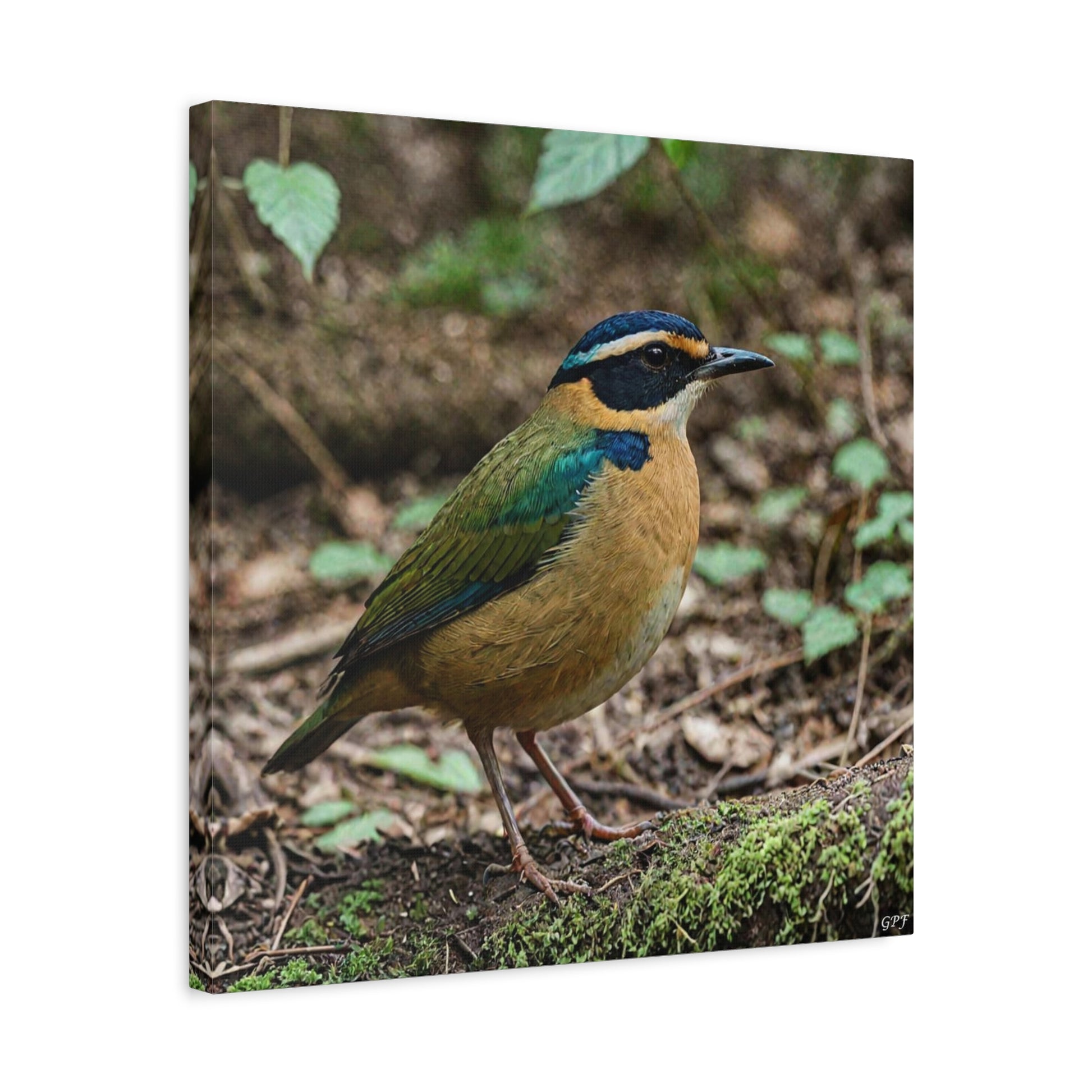 Indian Pitta (0059) - Great Pictures Framed