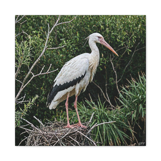 White Stork (0159) - Great Pictures Framed