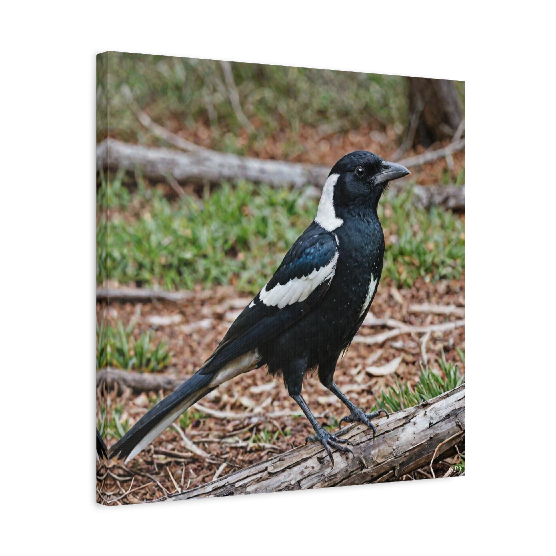 Australian Magpie (0084) - Great Pictures Framed
