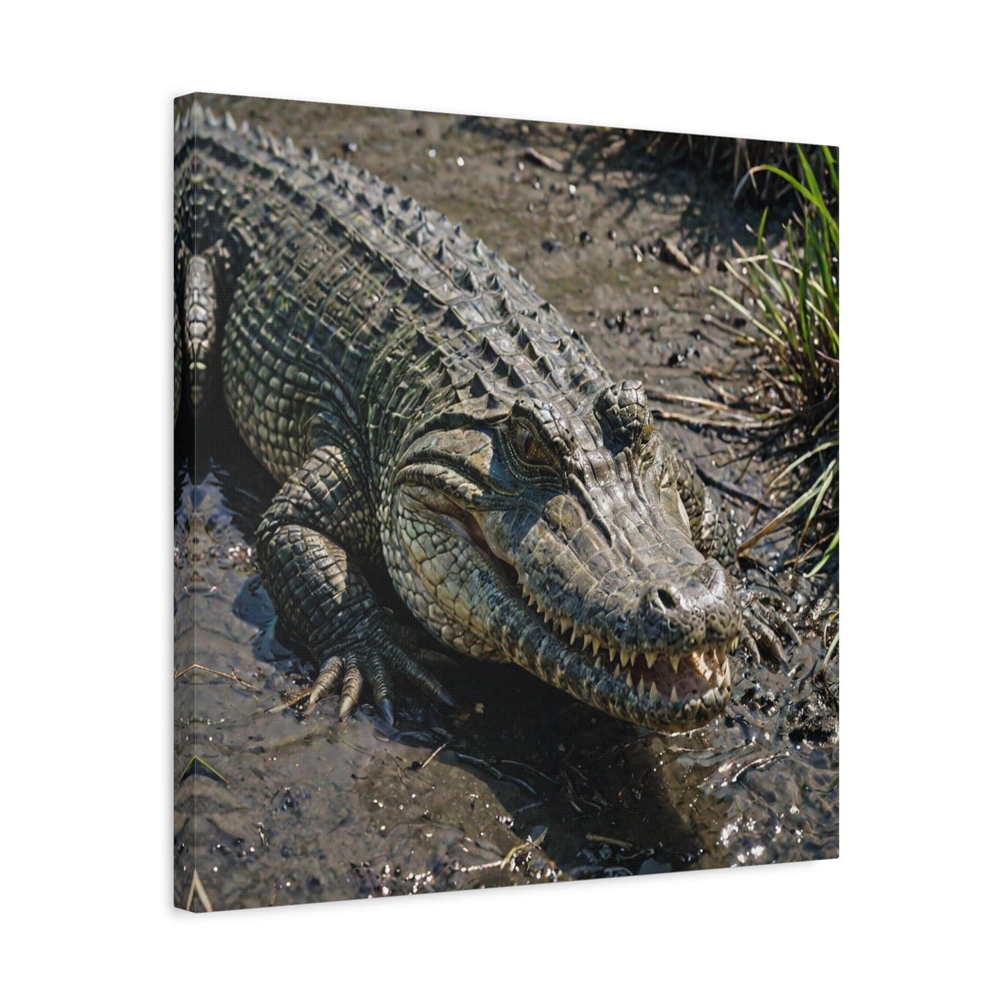 Saltwater Crocodile (29) - Great Pictures Framed