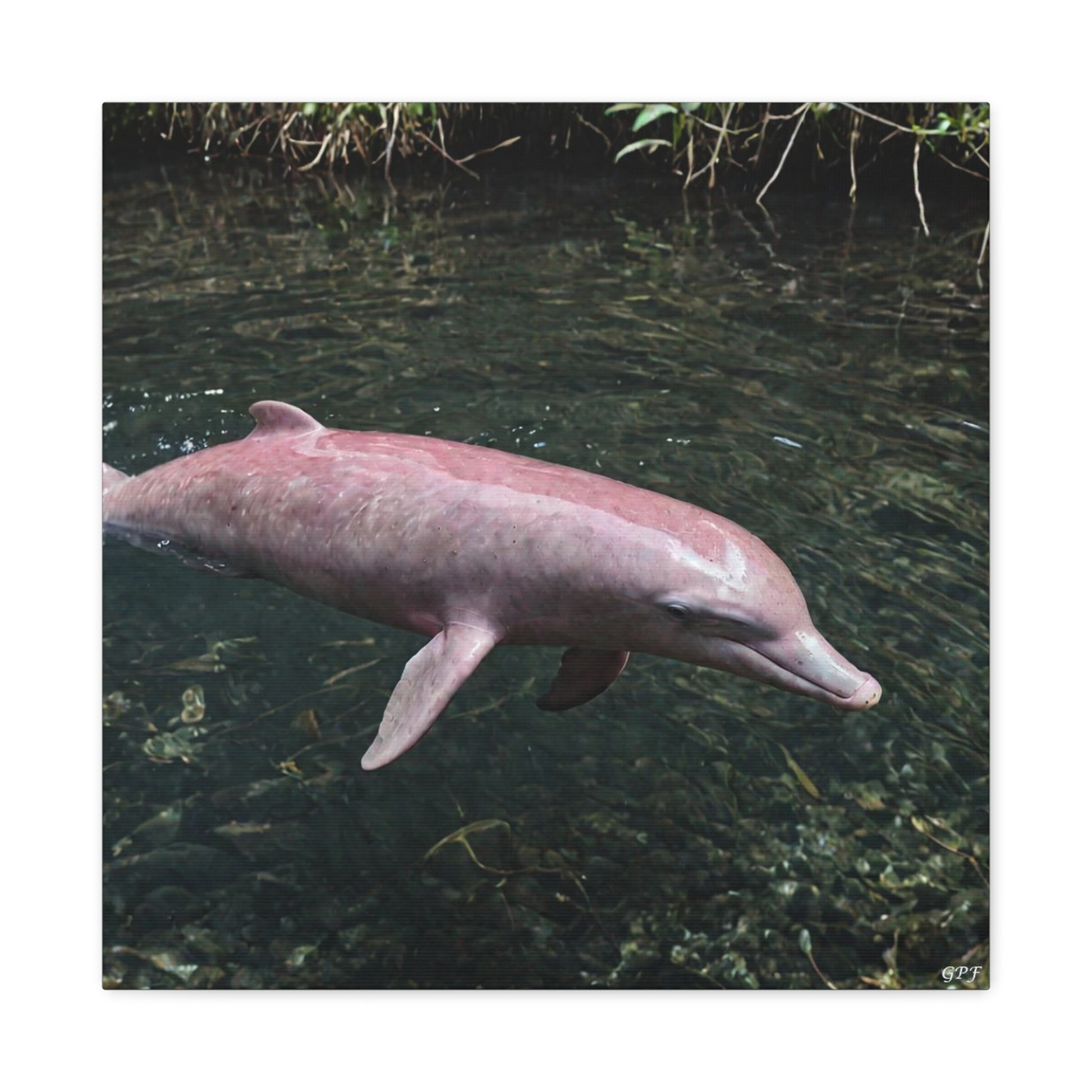 Pink River Dolphin (102) - Great Pictures Framed