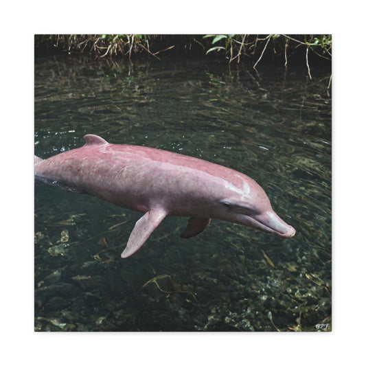 Pink River Dolphin (102) - Great Pictures Framed