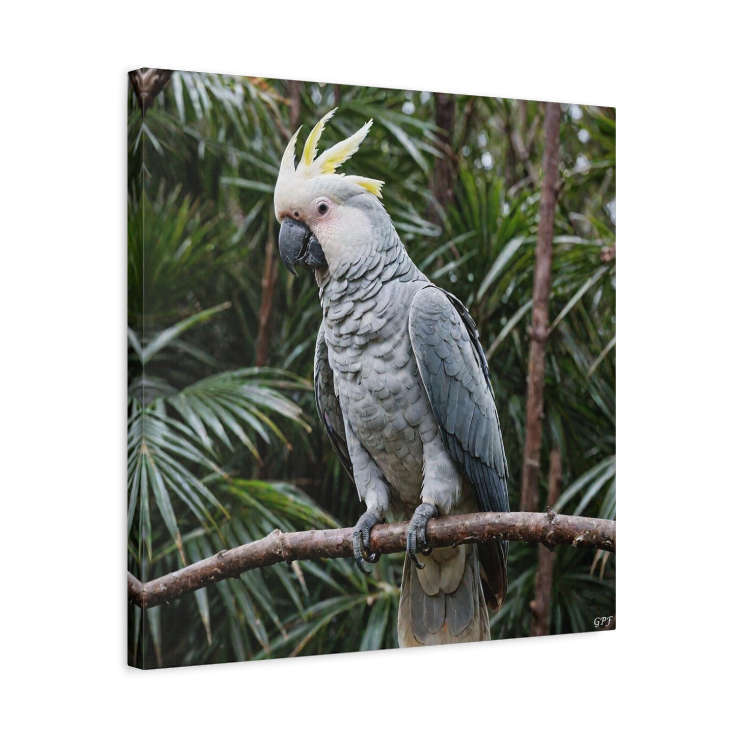 Palm Cockatoo (0105) - Great Pictures Framed