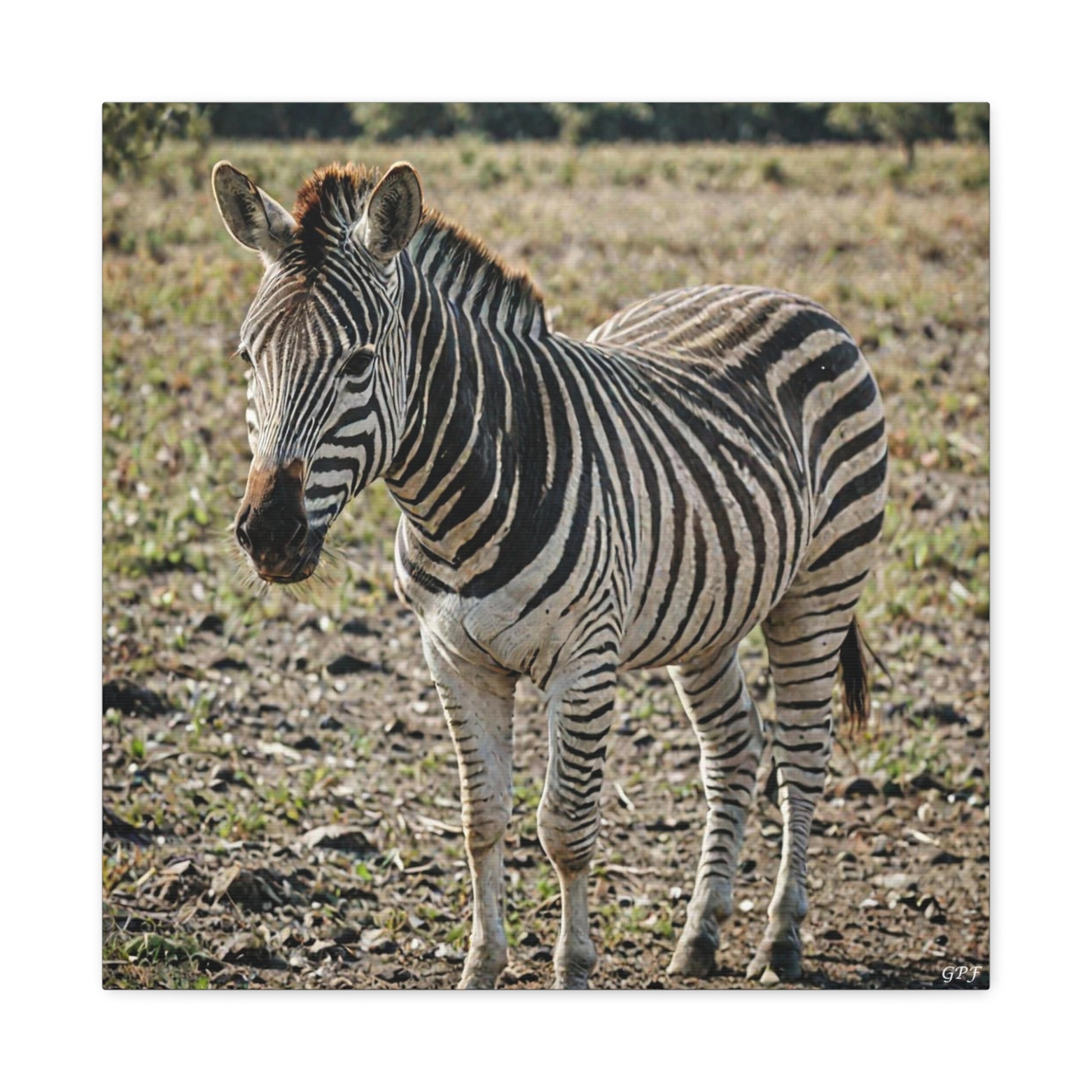 Zebra (013) - Great Pictures Framed
