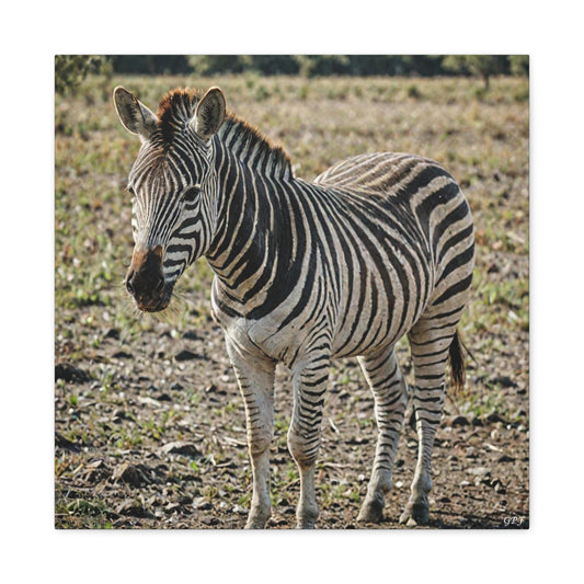 Zebra (013) - Great Pictures Framed
