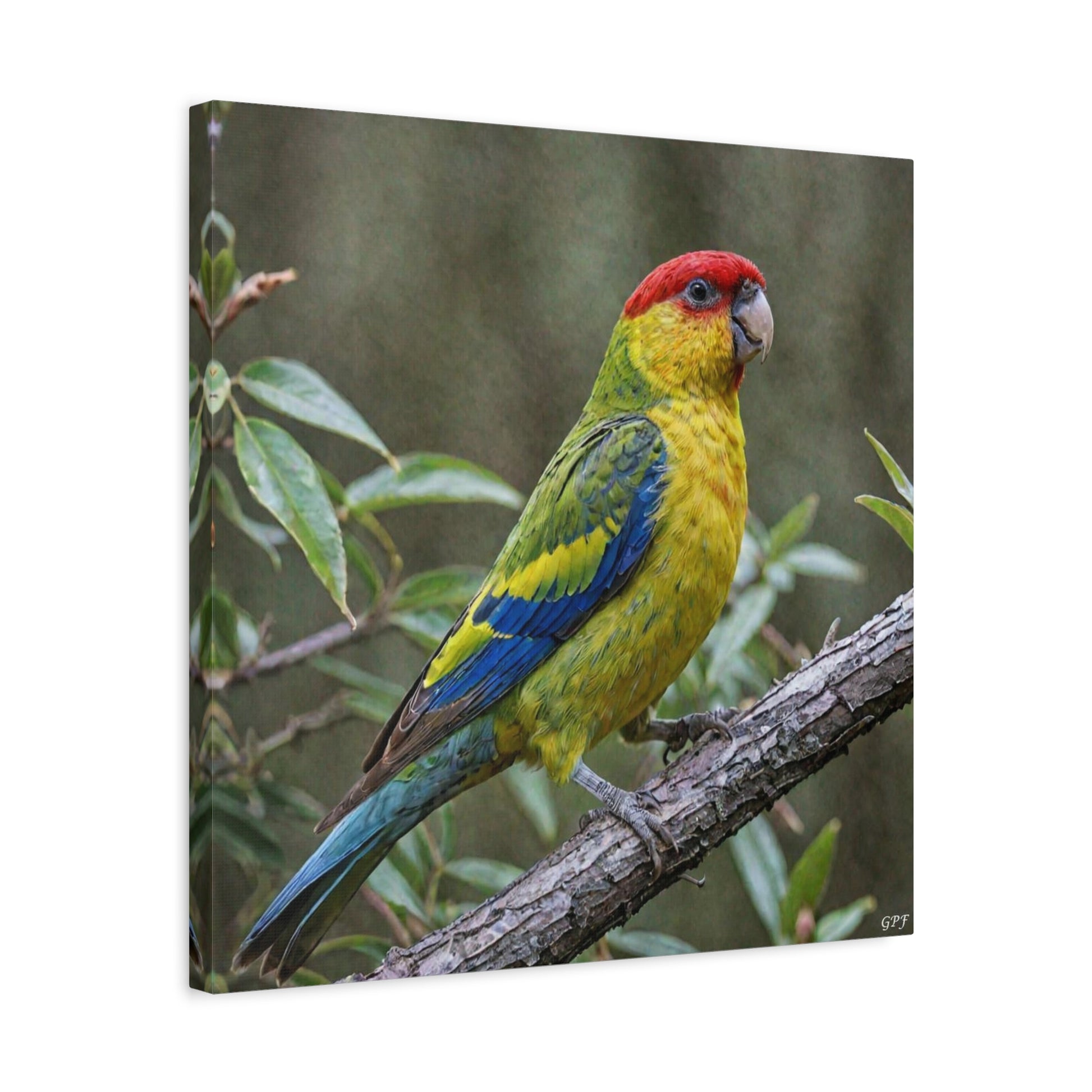 Eastern Rosella (0092) - Great Pictures Framed