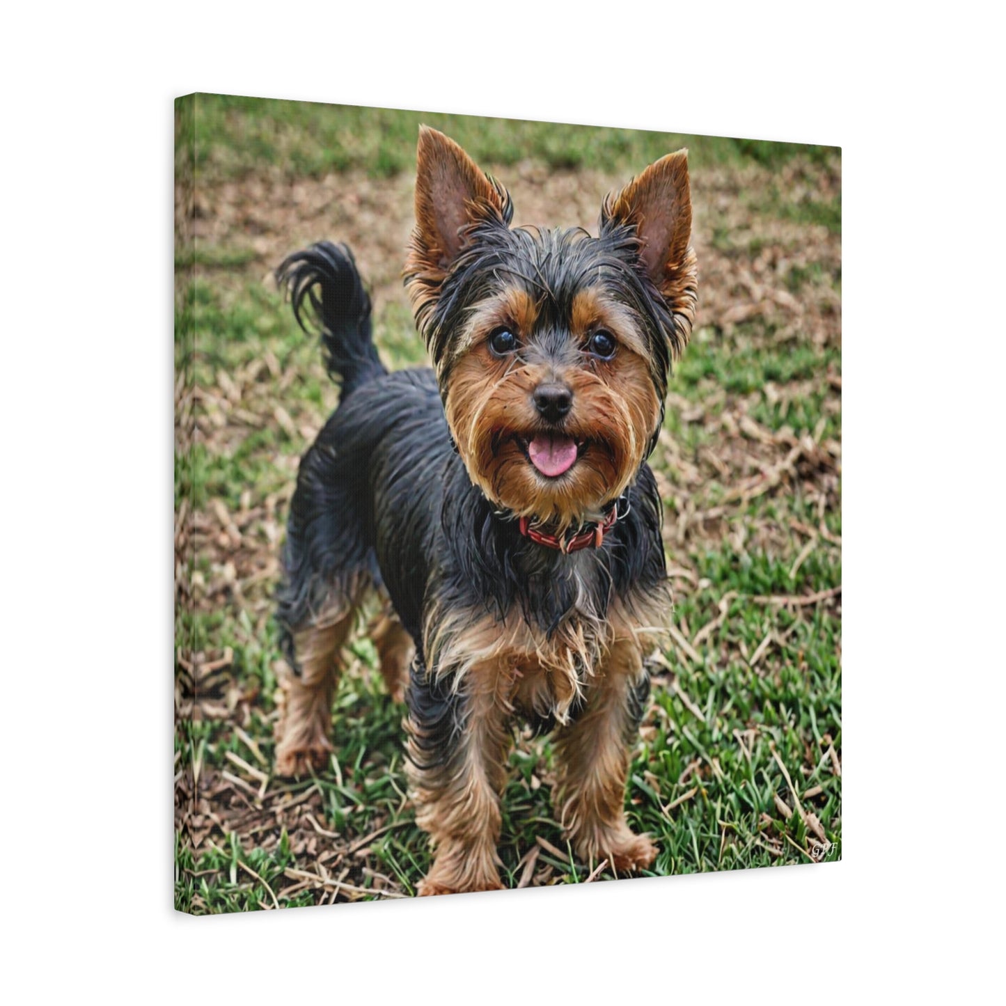 Yorkshire Terrier (114) - Great Pictures Framed