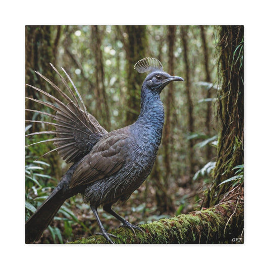Superb Lyrebird (0118) - Great Pictures Framed