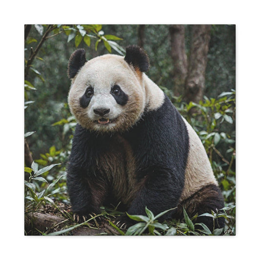 Giant Panda (158) - Great Pictures Framed
