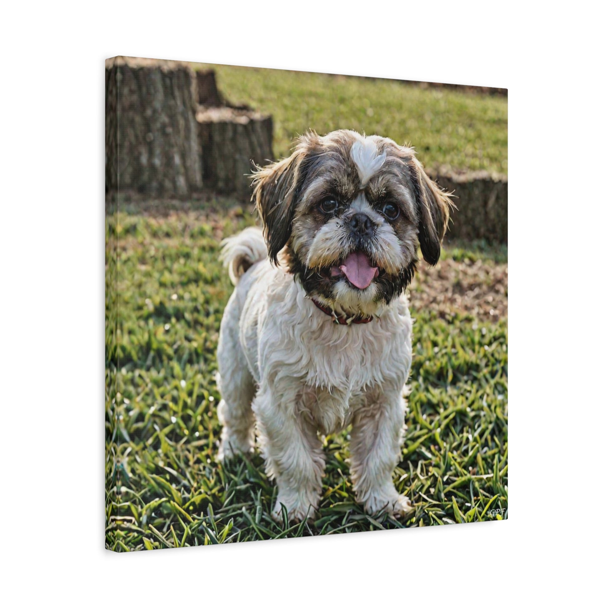 Shih Tzu (095) - Great Pictures Framed