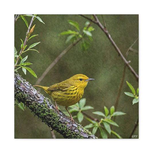 Yellow Warbler (0199) - Great Pictures Framed