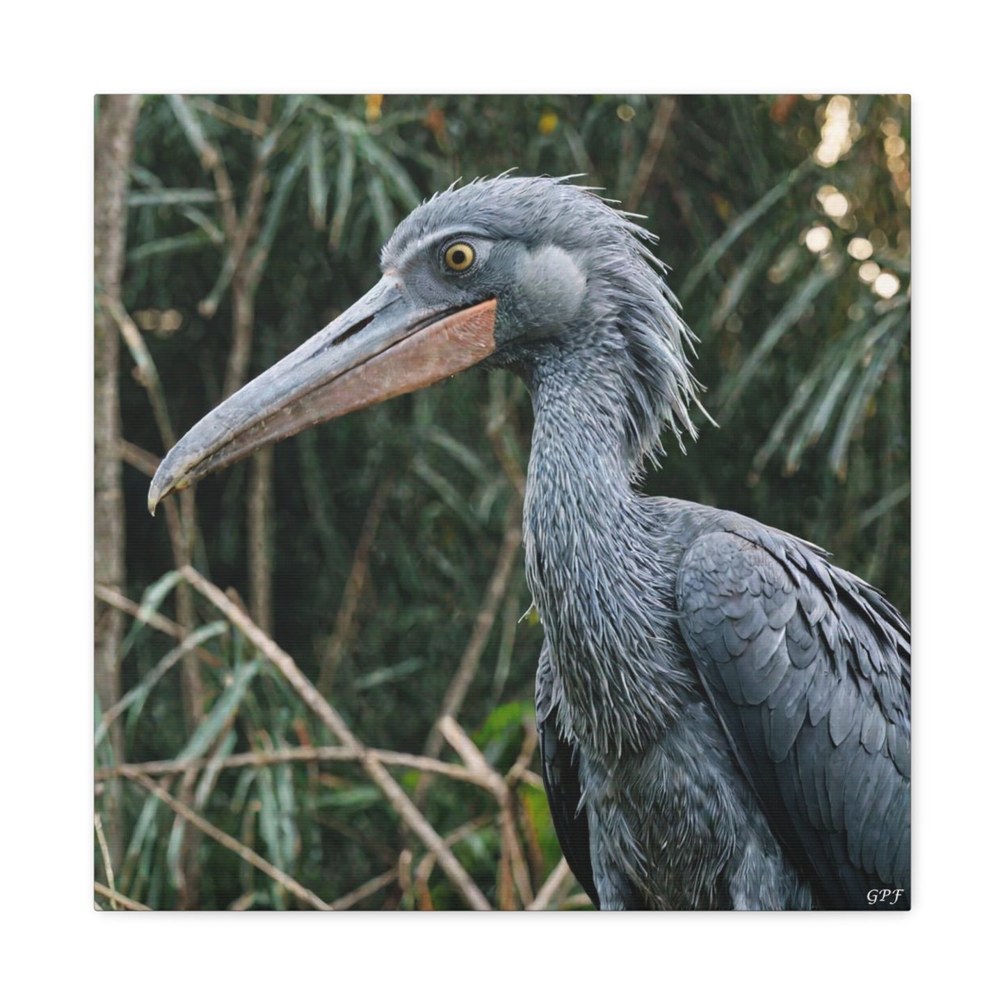 Shoebill (0031) - Great Pictures Framed