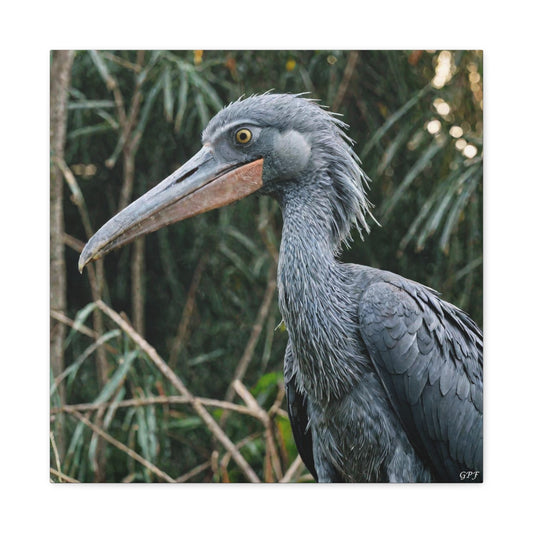Shoebill (0031) - Great Pictures Framed