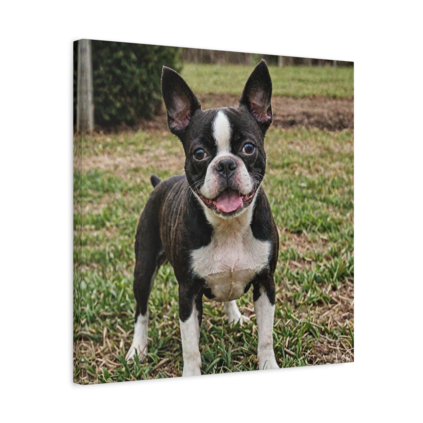Boston Terrier (028) - Great Pictures Framed