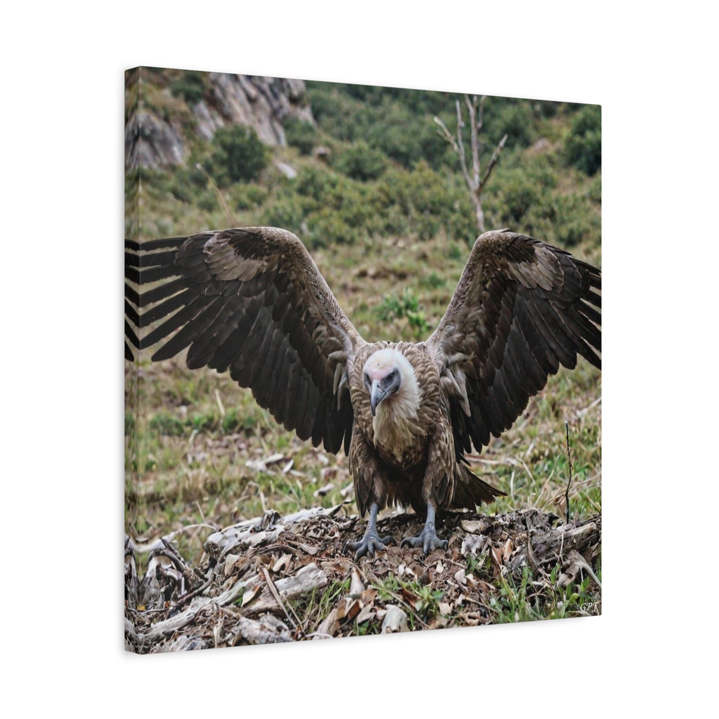 Griffon Vulture (0148) - Great Pictures Framed