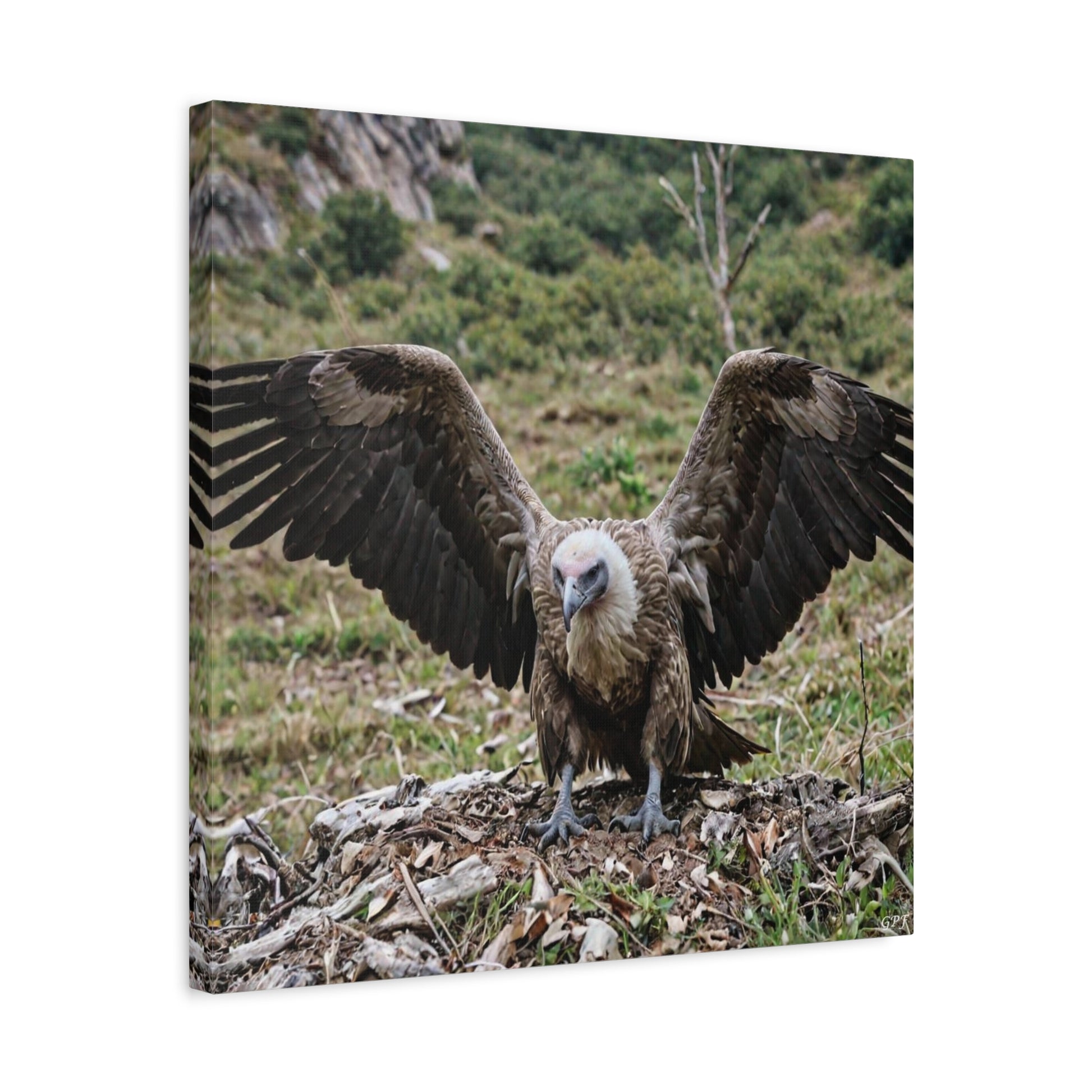 Griffon Vulture (0148) - Great Pictures Framed
