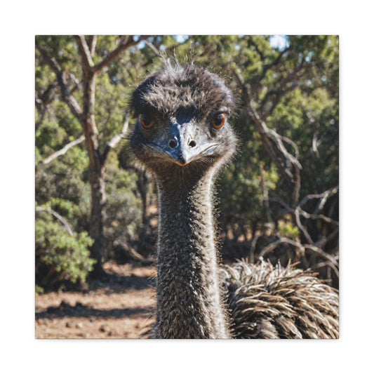 Emu (9) - Great Pictures Framed