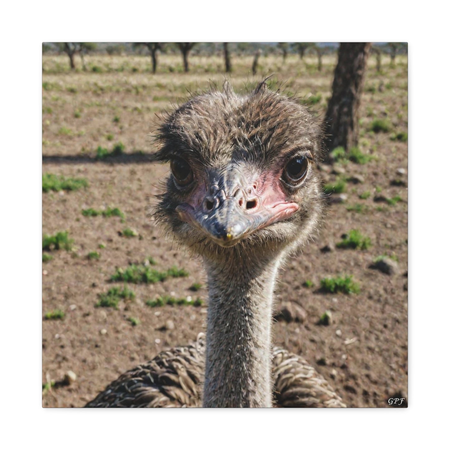 Ostrich (0026) - Great Pictures Framed