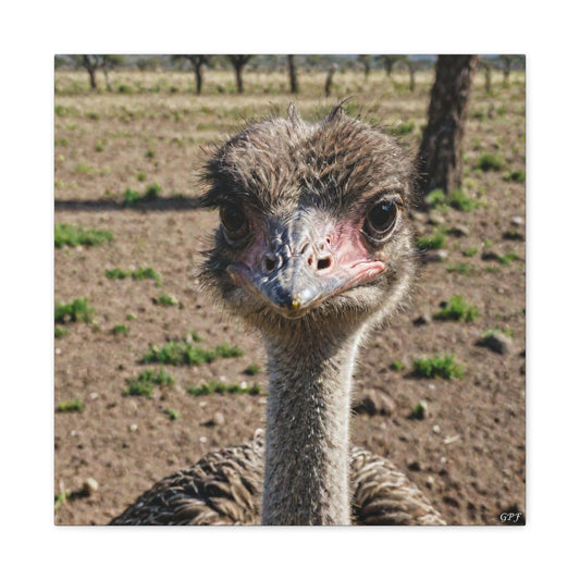 Ostrich (0026) - Great Pictures Framed