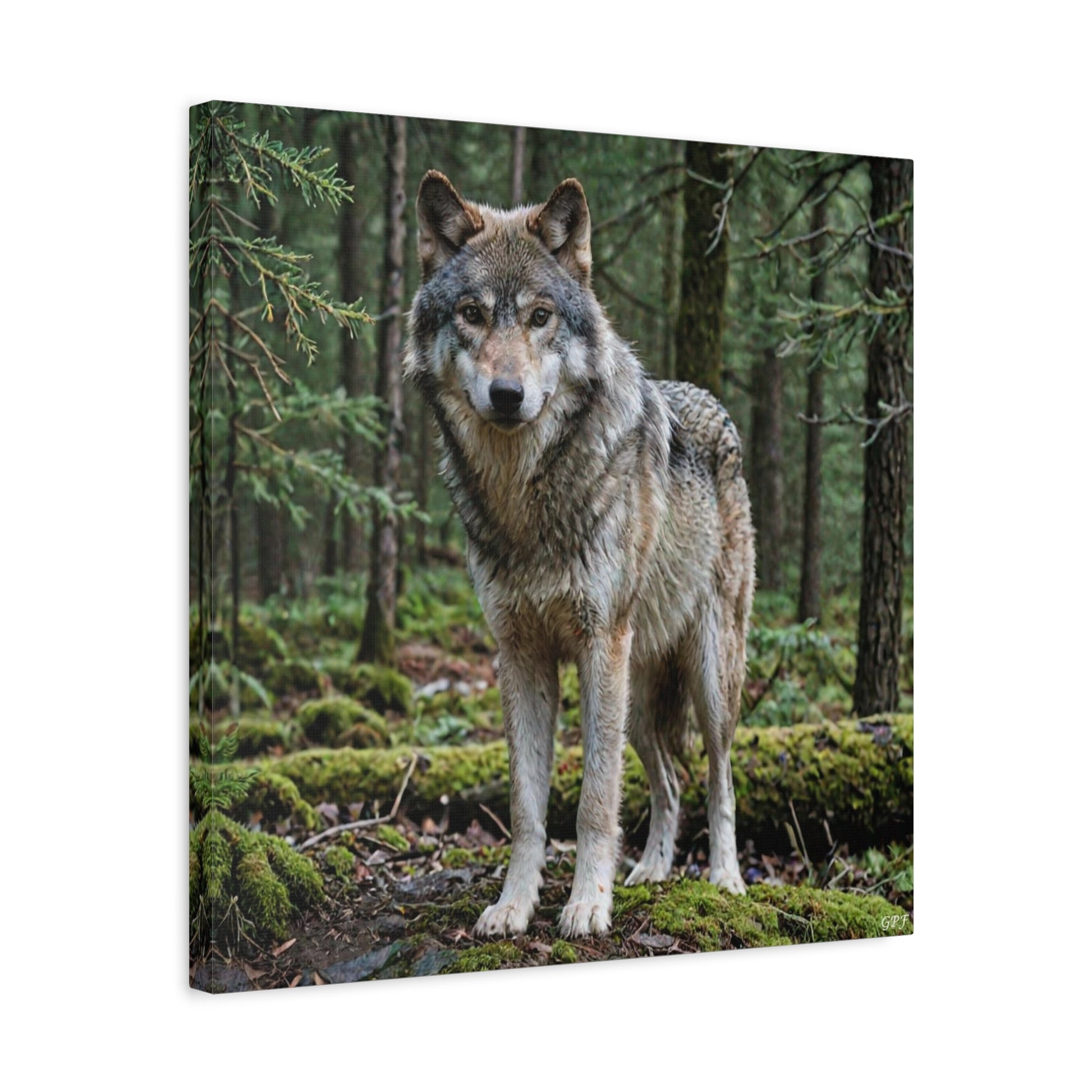 Gray Wolf (050) - Great Pictures Framed