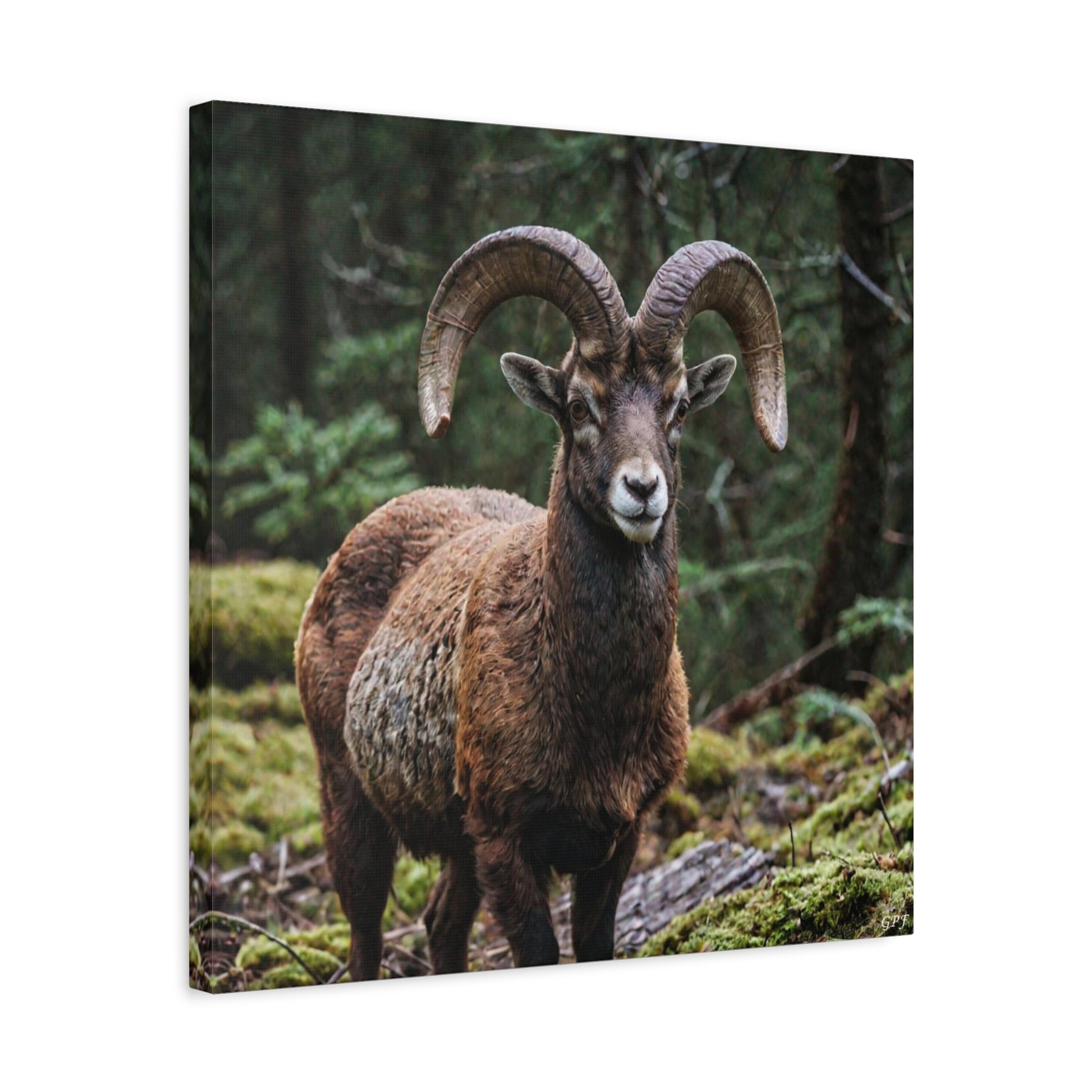 Mouflon (144) - Great Pictures Framed
