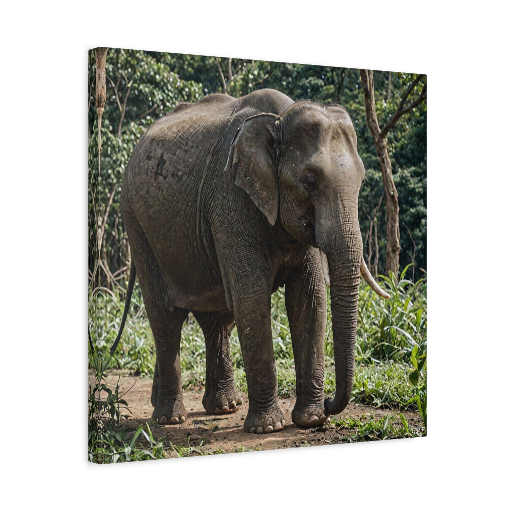 Asian Elephant (160) - Great Pictures Framed