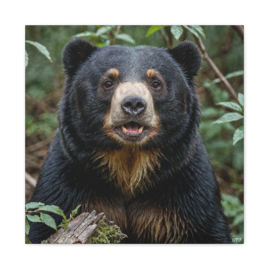 Spectacled Bear (108) - Great Pictures Framed