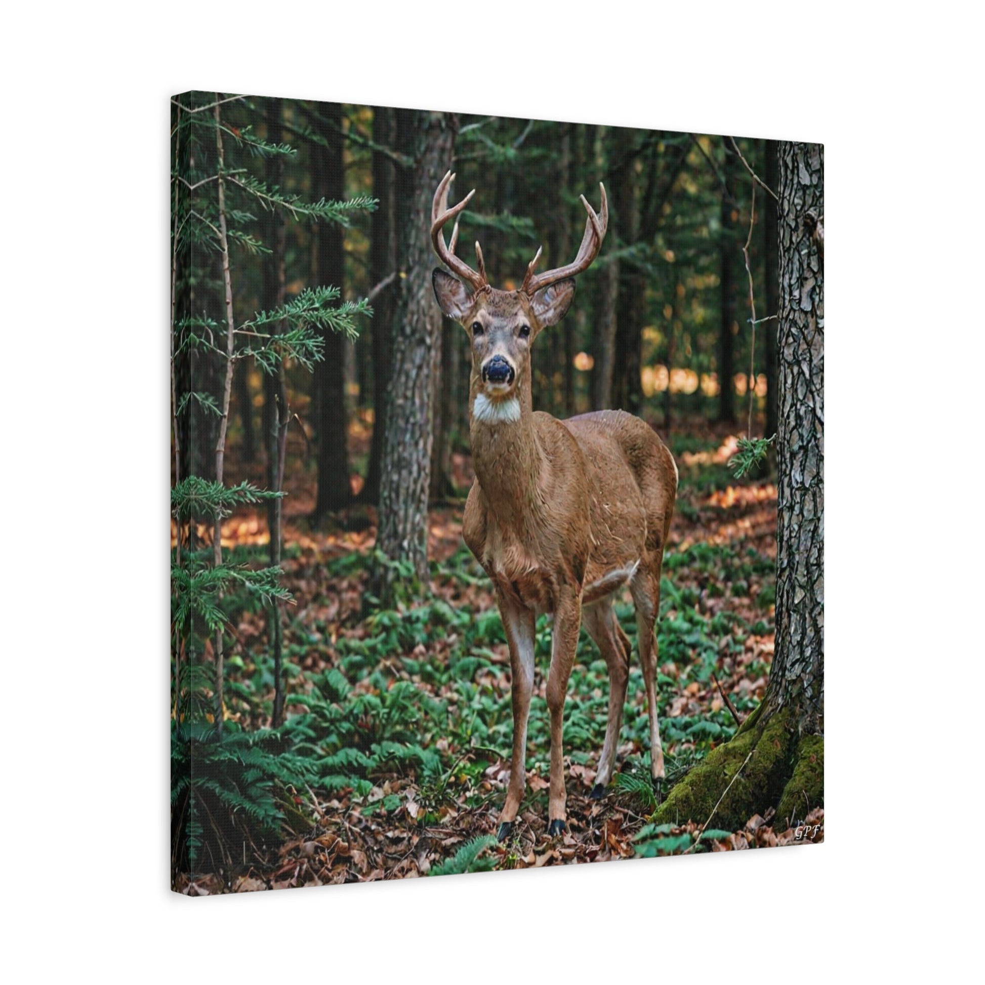 White-tailed Deer (069) - Great Pictures Framed