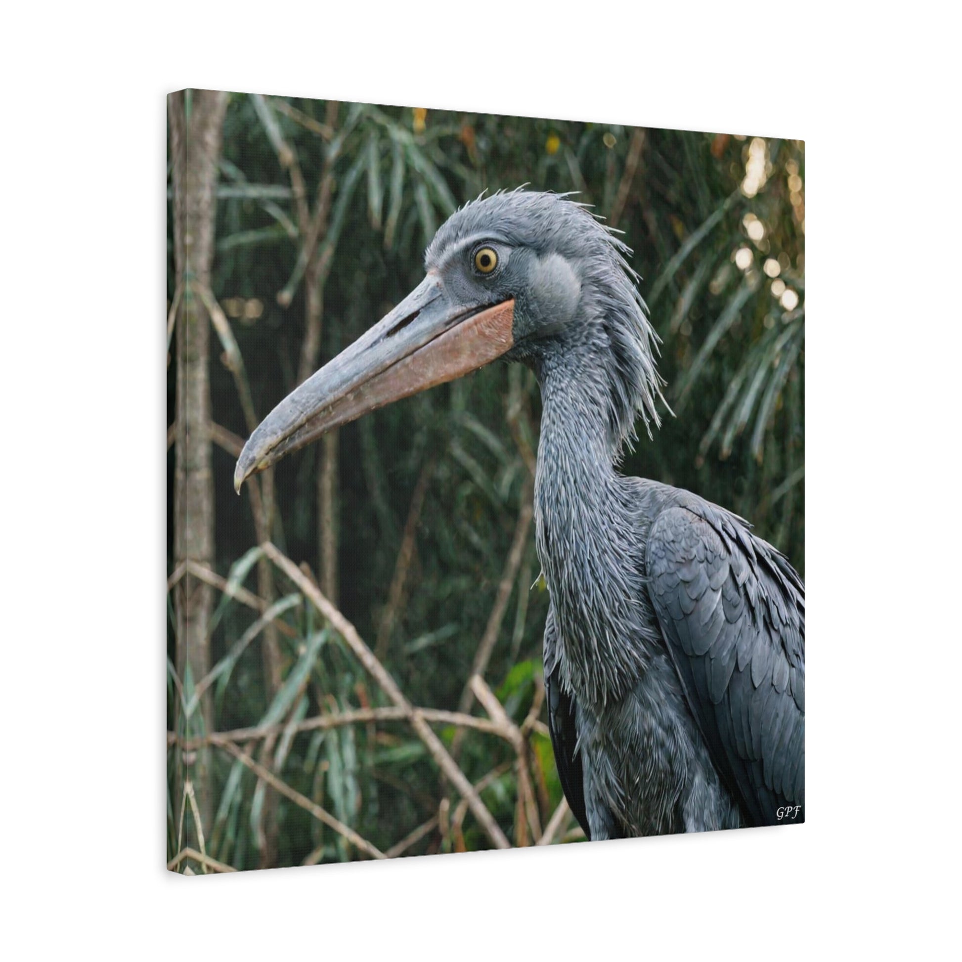 Shoebill (0031) - Great Pictures Framed